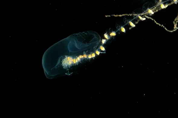 1535184071751343.png 1535184071751343.png